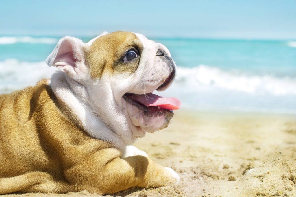 Cute happy English Bulldog puppy lying on the beach on the golden sand at the sea