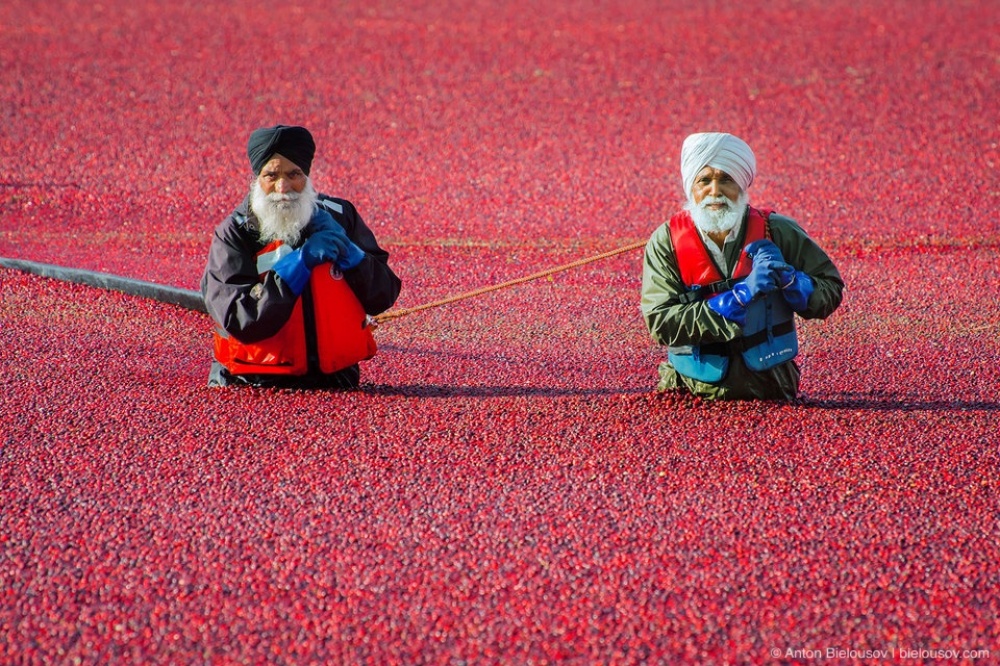 17220415-richmond-cranberry-harvest-workers-pulling-boom-960x640-1472654308-1000-c28a48ded6-1473773767