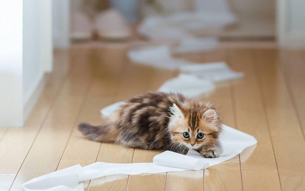 hd-animal-wallpapers-with-a-kitten-playing-with-toilet-paper-hd-cat-background