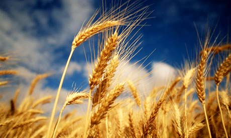 wheat-beautiful