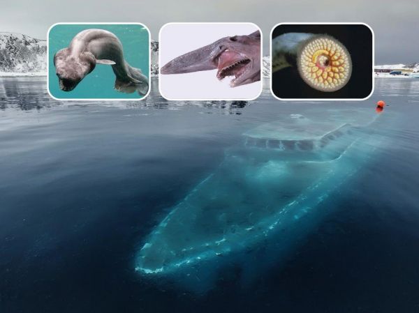 19-creepy-things-discovered-lying-in-the-ocean-1