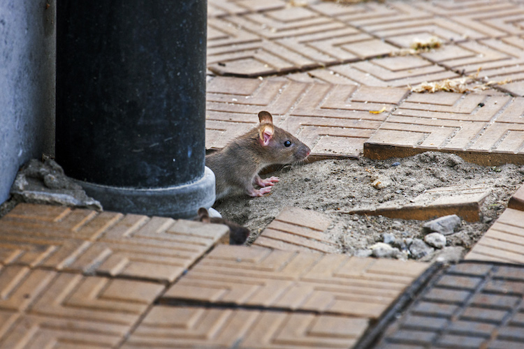 Juvenile brown rat / Common rat (Rattus norvegicus) emerging from drainpipe on pavement. (Photo by: Arterra/UIG via Getty Images)