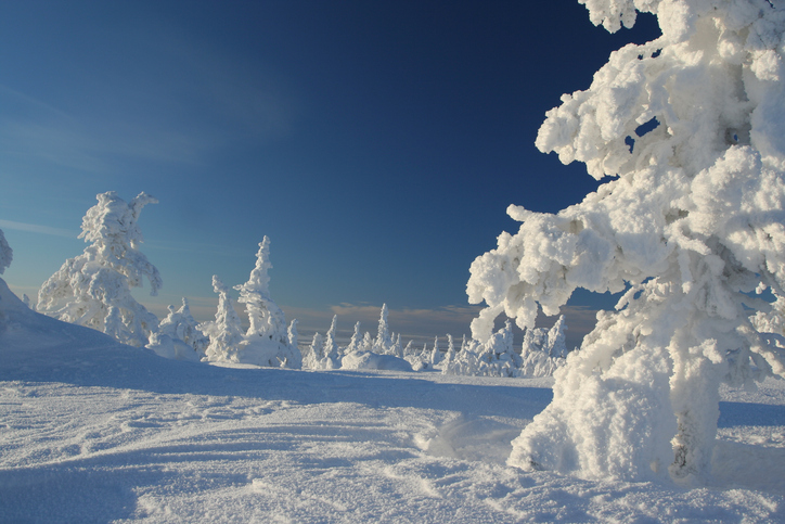 1481654701-hbu-lapland-snow-forest
