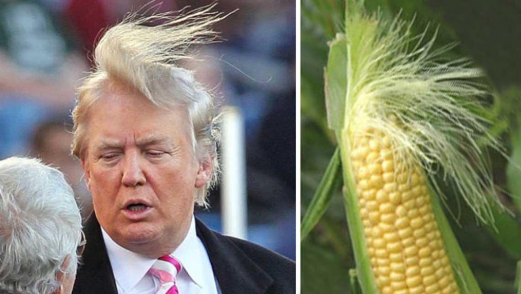 19-things-that-look-just-like-donald-trumps-famous-hairdo