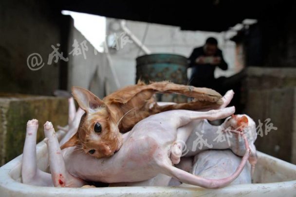 chinese-man-sells-cat-meat-as-rabbit-meat_3-608x404