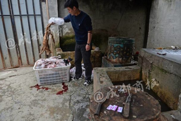 chinese-man-sells-cat-meat-as-rabbit-meat_7-608x405