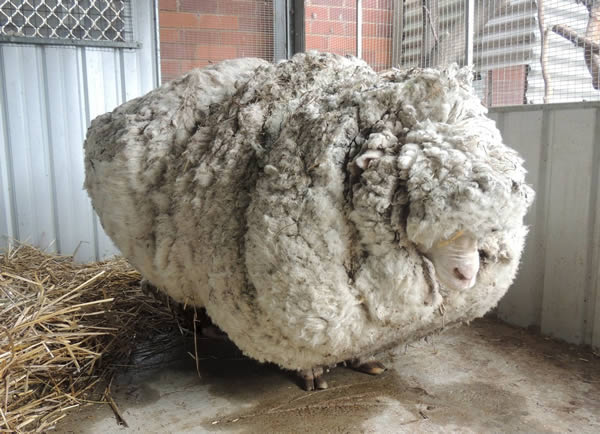 a99518_animal-record_1-sheep-wool