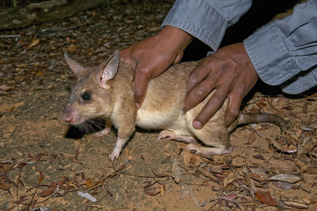 Wild animal being released by researcher after measurements taken Kirindy Forest, western Madagascar