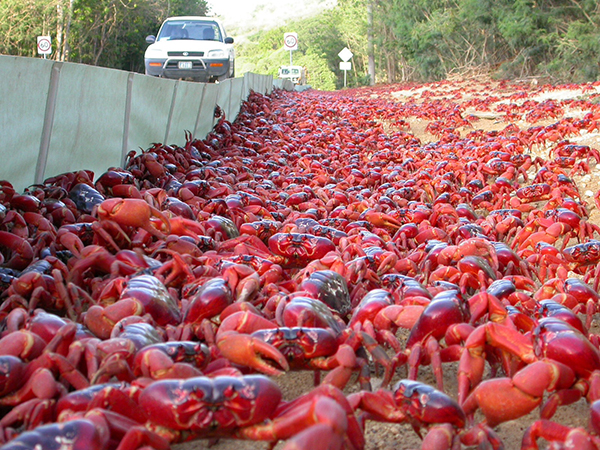 a99080_red-crabs2