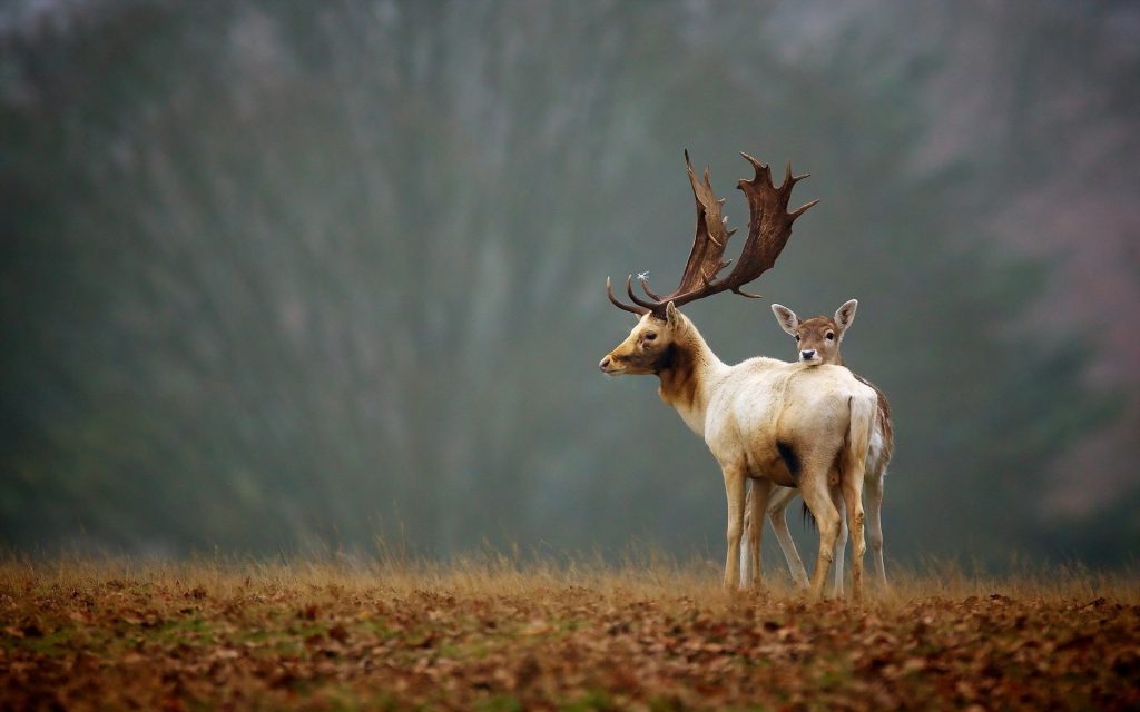 deer-animals-nice-hd-wallpaper