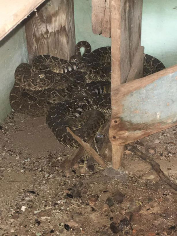 23-snakes-found-in-family-home (1)