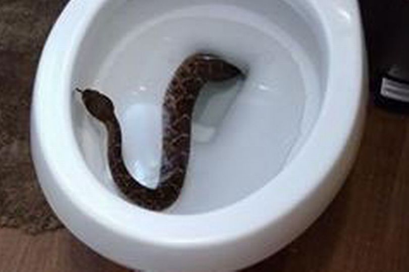 23-snakes-found-in-family-home
