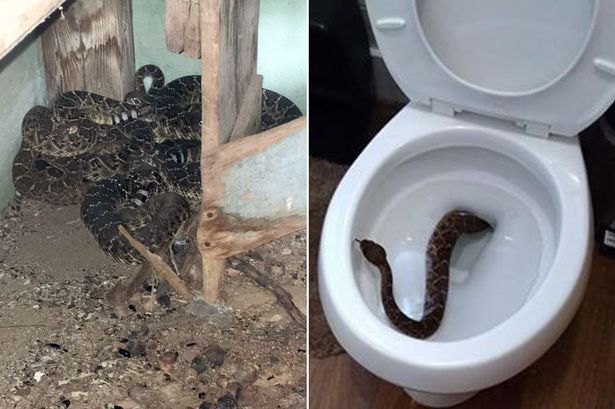 MAIN-23-snakes-found-in-family-home