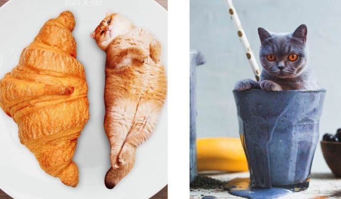 Kaķi, ēdiens un fotošops? Māksliniece rada smieklīgus attēlus, kas uzlabos dienu ikvienam! (FOTO)