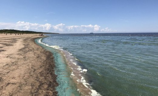 Zilaļģu savairošanās dēļ noteikti ierobežojumi peldēties vairākās Latvijas peldvietās