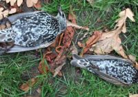 Mistiskas putnu nāves parkā Hāga satrauc iedzīvotājus; Vietējiem aizdomas par 5G tehnoloģiju negatīvo ietekmi
