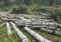 Esot atklāta “mafija”, kas uzdarbojas Latvijas mežizstrādes nozarē – iesaistīti mežziņi un Valsts mežu dienests