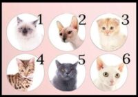 Vācu psihologu tests: izvēlies kaķi un noskaidro savas patiesās spējas!