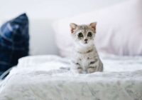 Jūs gultā laižat kaķi? Iesakām izlasīt šo rakstu un uzzināt ko tādu, ko iepriekš nezinājāt