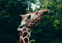 Rīgas zoodārzā bojā gājusi žirafe; noskaidrots iemesls