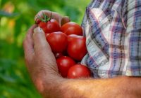 Lai tomātu krūmi augtu veseli, katrā iedobē ieberu vienu karoti pulvera