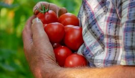 Lai tomātu krūmi augtu veseli, katrā iedobē ieberu vienu karoti pulvera