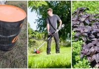 4 veidi, kā atbrīvoties no odiem dārzā bez ķīmijas palīdzības. Ļoti efektīvas metodes