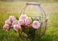 Kā iesakņot rozes no ziedu pušķa
