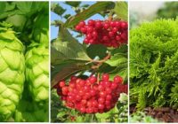 Slēptie kaitēkļi: 5 populāri augi, kas nodara kaitējumu citām kultūrām jūsu dārzā