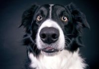 6 lietas, kas sunim var būt nāvējošas