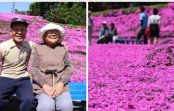 Mīlestības vārdā: Japānā vīrs savai aklajai sievai izveidoja dārzu ar tūkstošiem ziedu