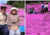 Mīlestības vārdā: Japānā vīrs savai aklajai sievai izveidoja dārzu ar tūkstošiem ziedu