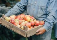 Kā pareizi novākt un uzglabāt ābolus, lai tie turētos visu ziemu