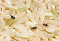 Kas notiek, ja apēdat graudaugus ar kukaiņiem: eksperta atbilde jūs noteikti pārsteigs