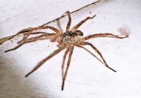 9 vienkārši veidi, kas palīdz novērst zirnekļu iekļūšanu jūsu mājās