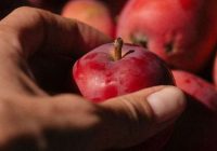 Visneparastākais veids, kā uzglabāt ābolus, ar kuru tie kalpos mēnešiem ilgi