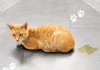 Kā atbrīvoties no kaķu urīna smakas mājoklī