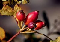 Rudens klāt, laiks ievākt mežrozīšu augļus. Pareiza pagatavošana un lietošana