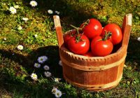 Kad novācat tomātu ražu, noteikti iesējiet šos zaļmēslus, lai attīrītu augsni no slimībām