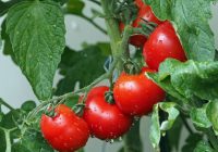 Lieliski divi veidi, kā stādīt tomātus ziemai