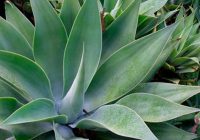 Agaves lietderīgās īpašības un ārstniecisko tinktūru receptes