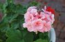 Kā izaudzēt kuplas un ziedošas pelargonijas – pieredzējušu dārznieku padomi