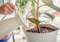 Rīcineļļa: labākais organiskais līdzeklis istabas augiem, lai tie ziedētu un smaržotu pārsteidzoši