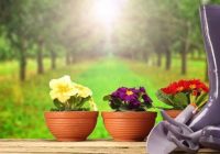 Augi ziedēs griezdamies. 3 labākie mēslojumi istabas augiem, kurus varat pagatavot no organiskajiem sadzīves atkritumiem