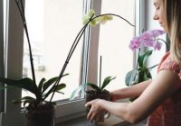 Kad aukstā laikā vislabāk laistīt orhideju, lai varētu baudīt skaistus ziedus