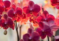 Garšviela, kas izglābs jūsu orhideju: triks, kā atdzīvināt orhideju – falenopsis
