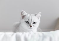 Nedariet tā! 5 lietas, par kurām kaķi mūs ienīst