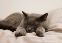 Kaķis uz spilvena! Kāpēc jūsu mājdzīvnieks tik ļoti vēlas gulēt ar jums vienā gultā?