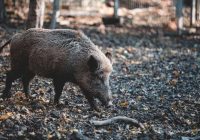 Kāpēc cilvēkiem mežacūka ir bīstamākā par lāci un vilku