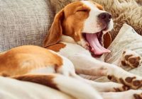 Ko jūsu suņa miega poza var pastāstīt par viņa personību, veselību un raksturu